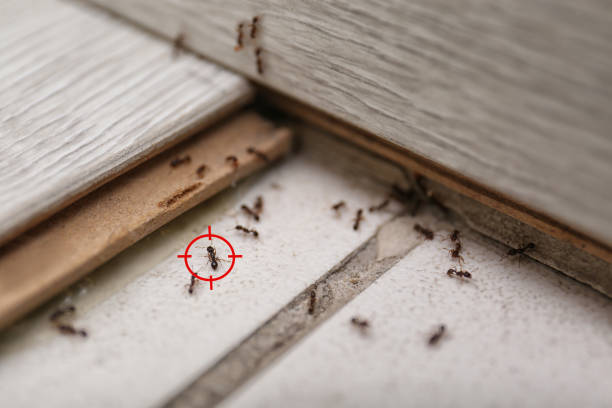 Best Residential Pest Control  in Peach Lake, NY
