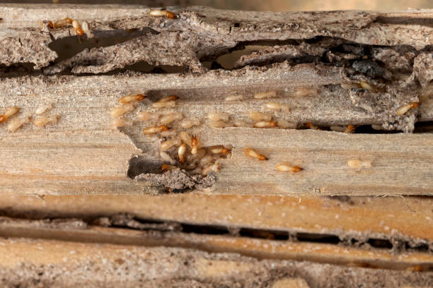 Best Wildlife Control Services  in Peach Lake, NY