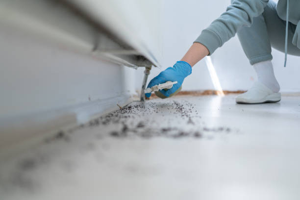 Best Termite Control Services  in Peach Lake, NY